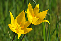 Tulipa sylvestris
